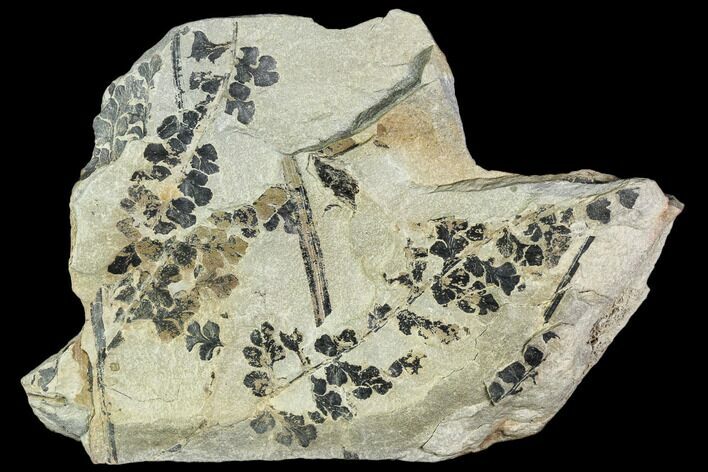 Pennsylvanian Fossil Fern (Sphenopteris) Plate - Kentucky #112927